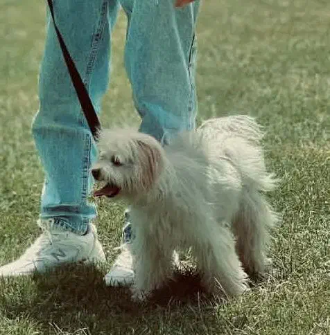 سگ.|حیوانات|مهاباد (آذربایجان غربی), |دیوار