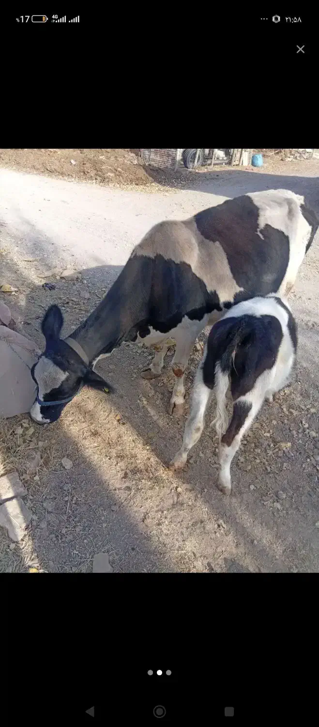 گاو شیری|حیوانات مزرعه|شال, |دیوار