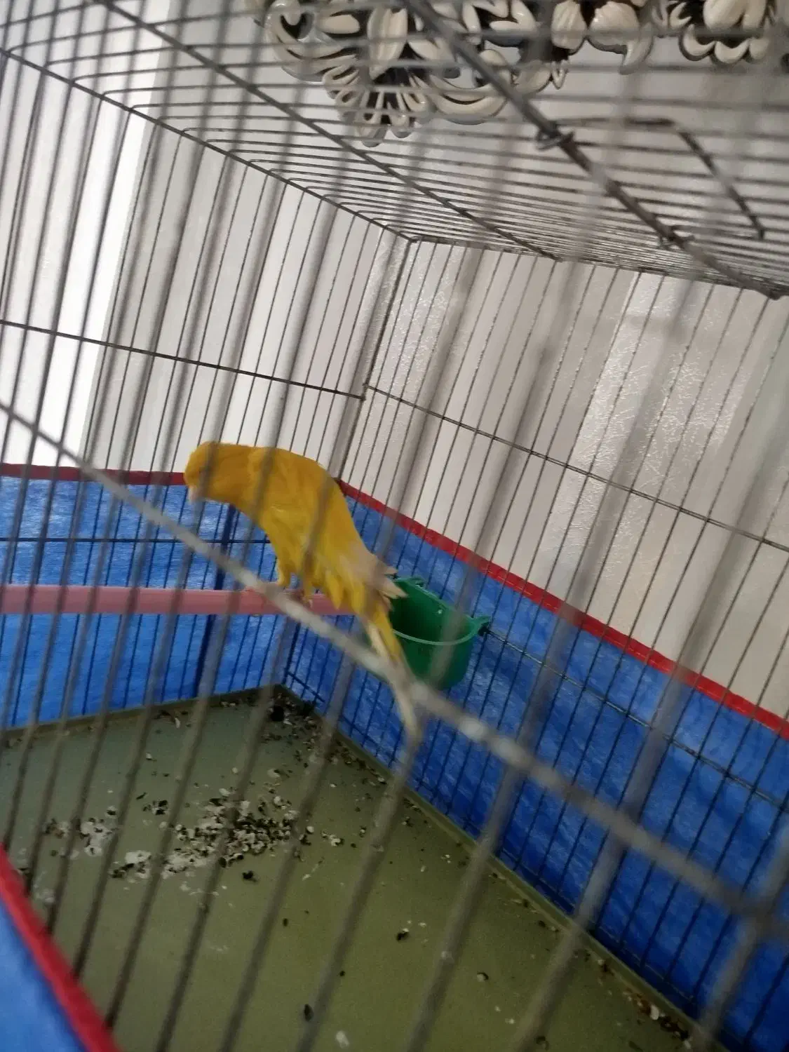 قناری نر رسمی بلند|پرنده|ملایر, |دیوار