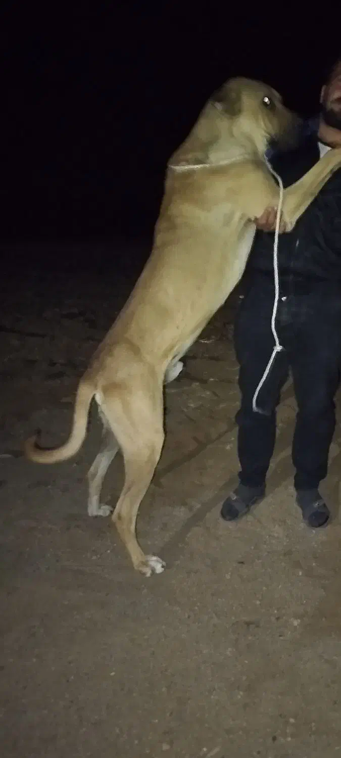 سرابی از همه لحاظ به شرط|سگ|هشترود, |دیوار