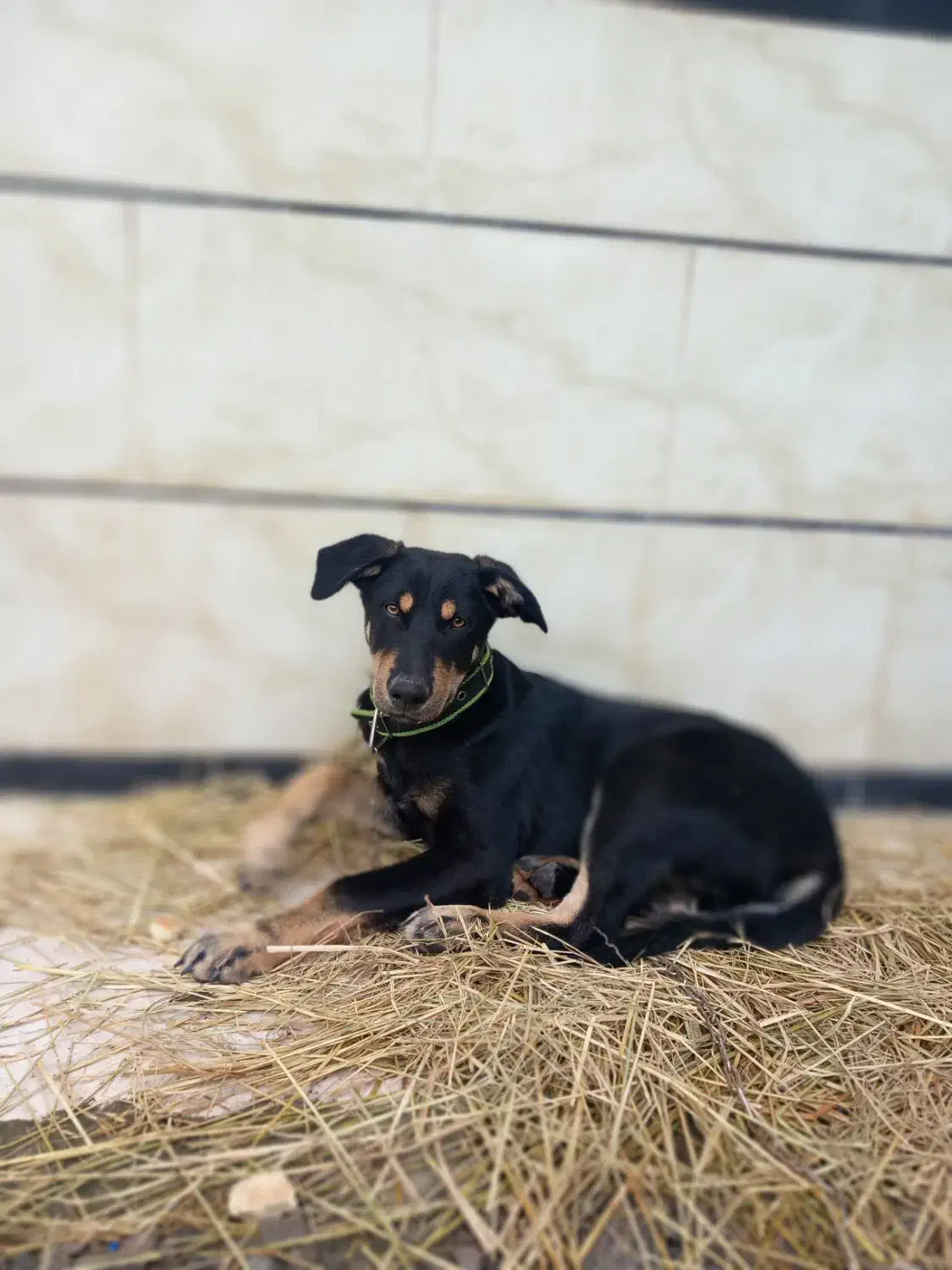 توله 3ماهه چهار چشم دوبرمن|سگ|تالش, هشتپر|دیوار