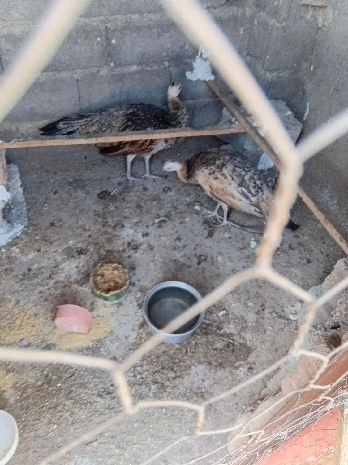 فروش تاوس|پرنده|پلنگ آباد, |دیوار