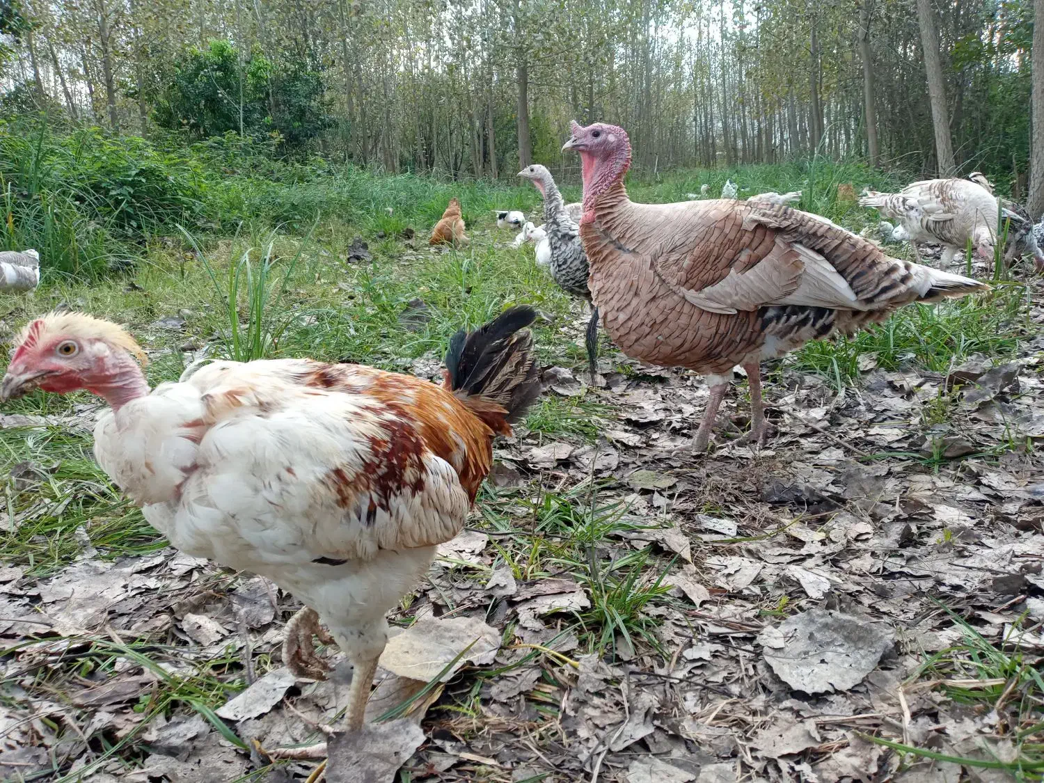 فروش مرغ وخروس وبوقلمون بالغ|حیوانات مزرعه|لنگرود, |دیوار