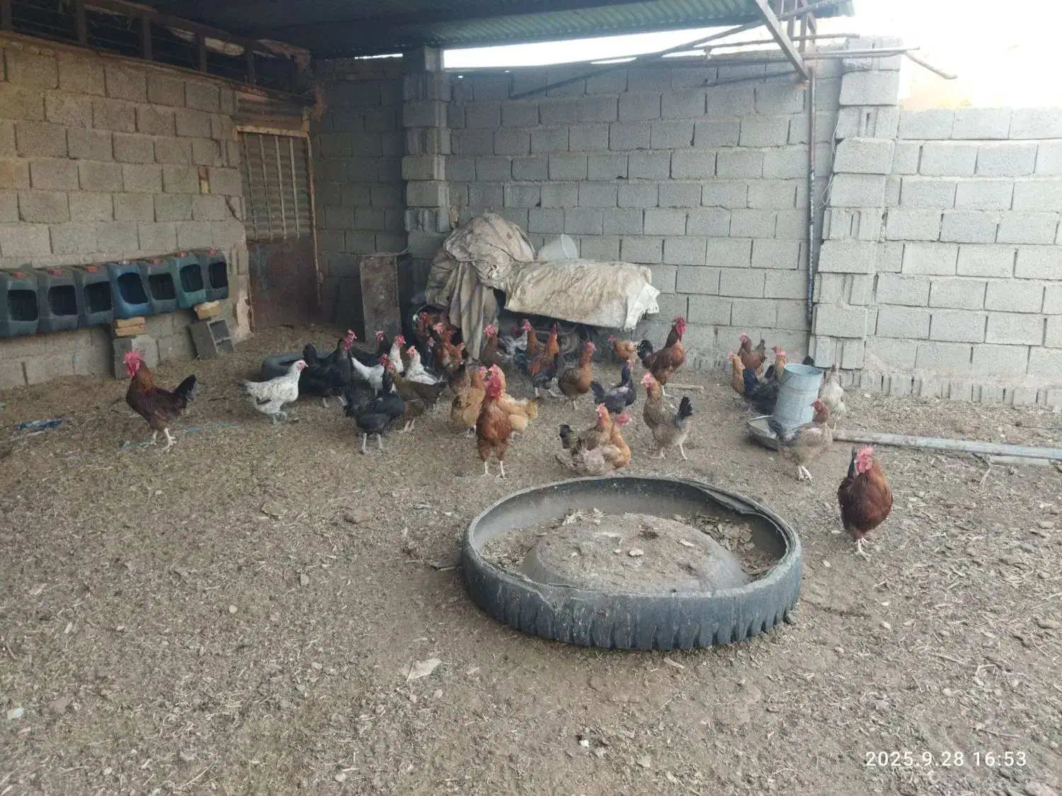 مرغ تخمگزار محلی|حیوانات مزرعه|داورزن, |دیوار