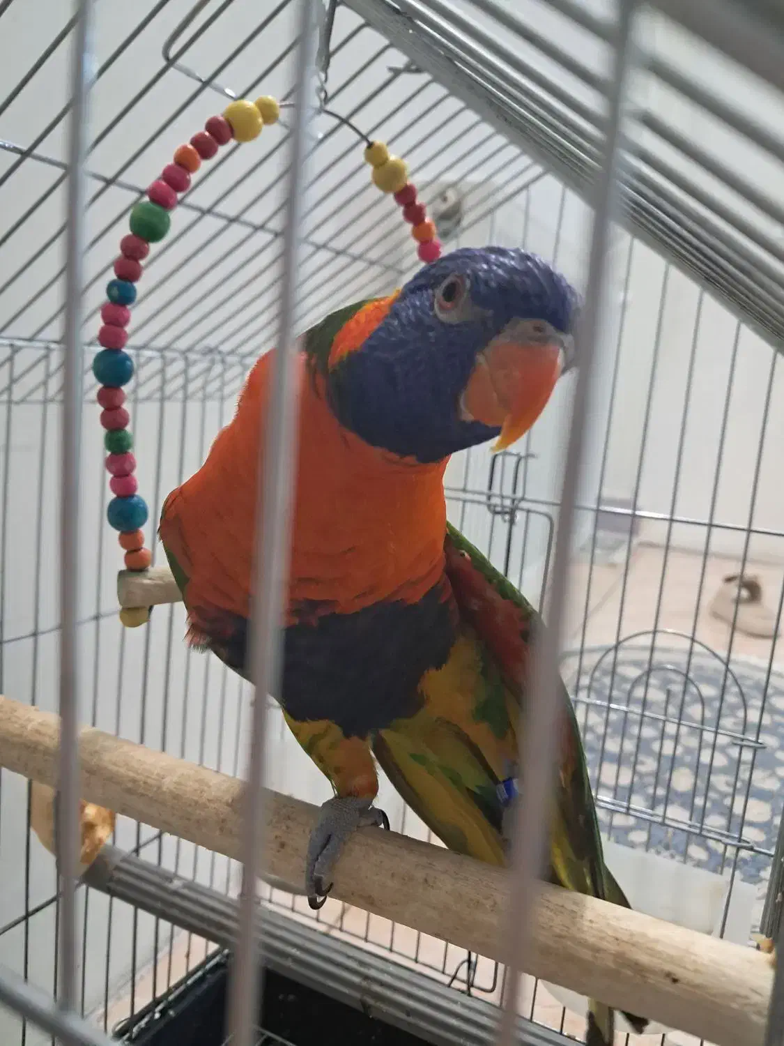 طوطی لری رنگین کمانی|پرنده|ری, اقدسیه|دیوار