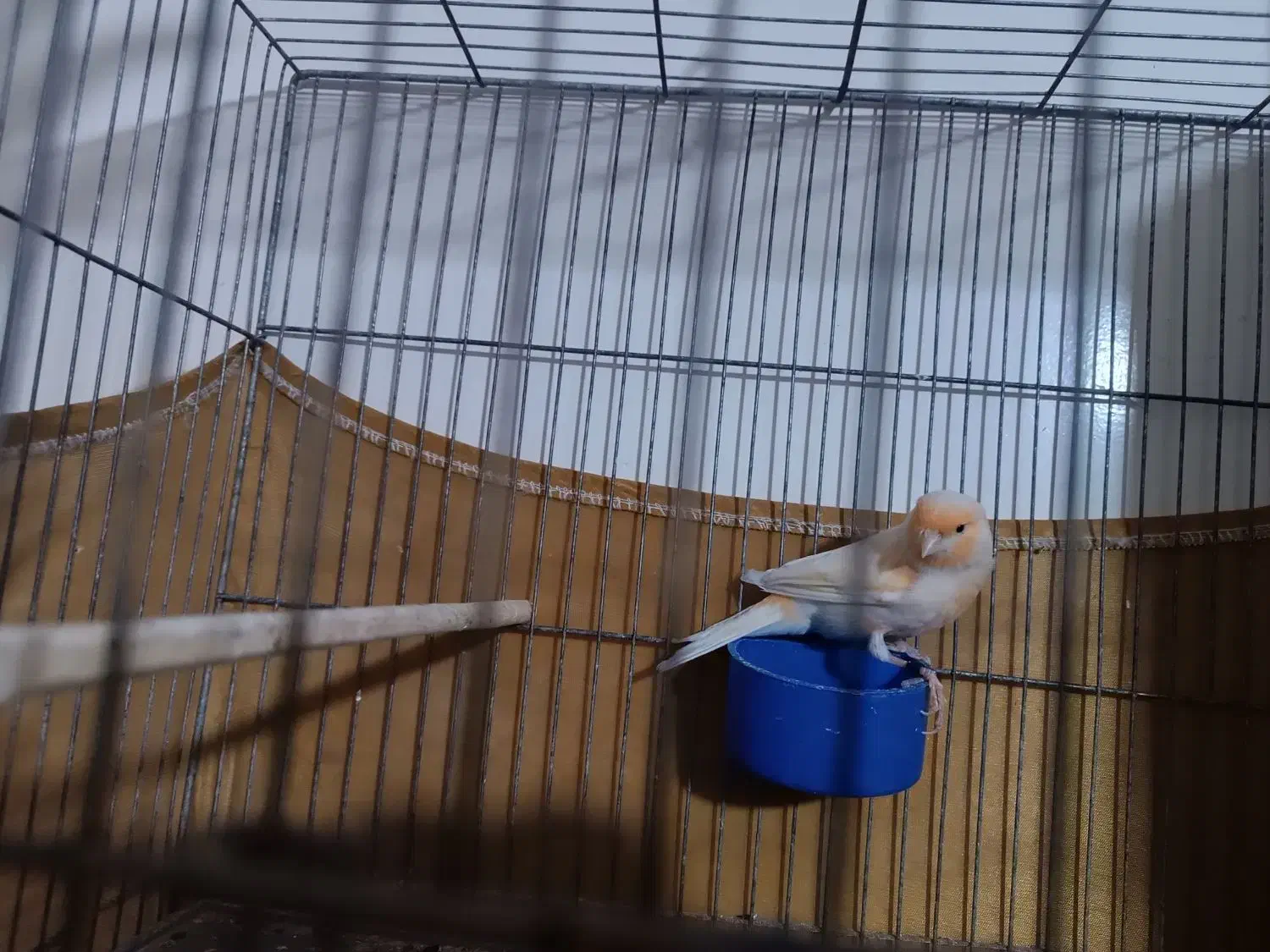 دو عدد قنار نر سالم و سرحال|پرنده|پاکدشت, پاکدشت (مامازند)|دیوار