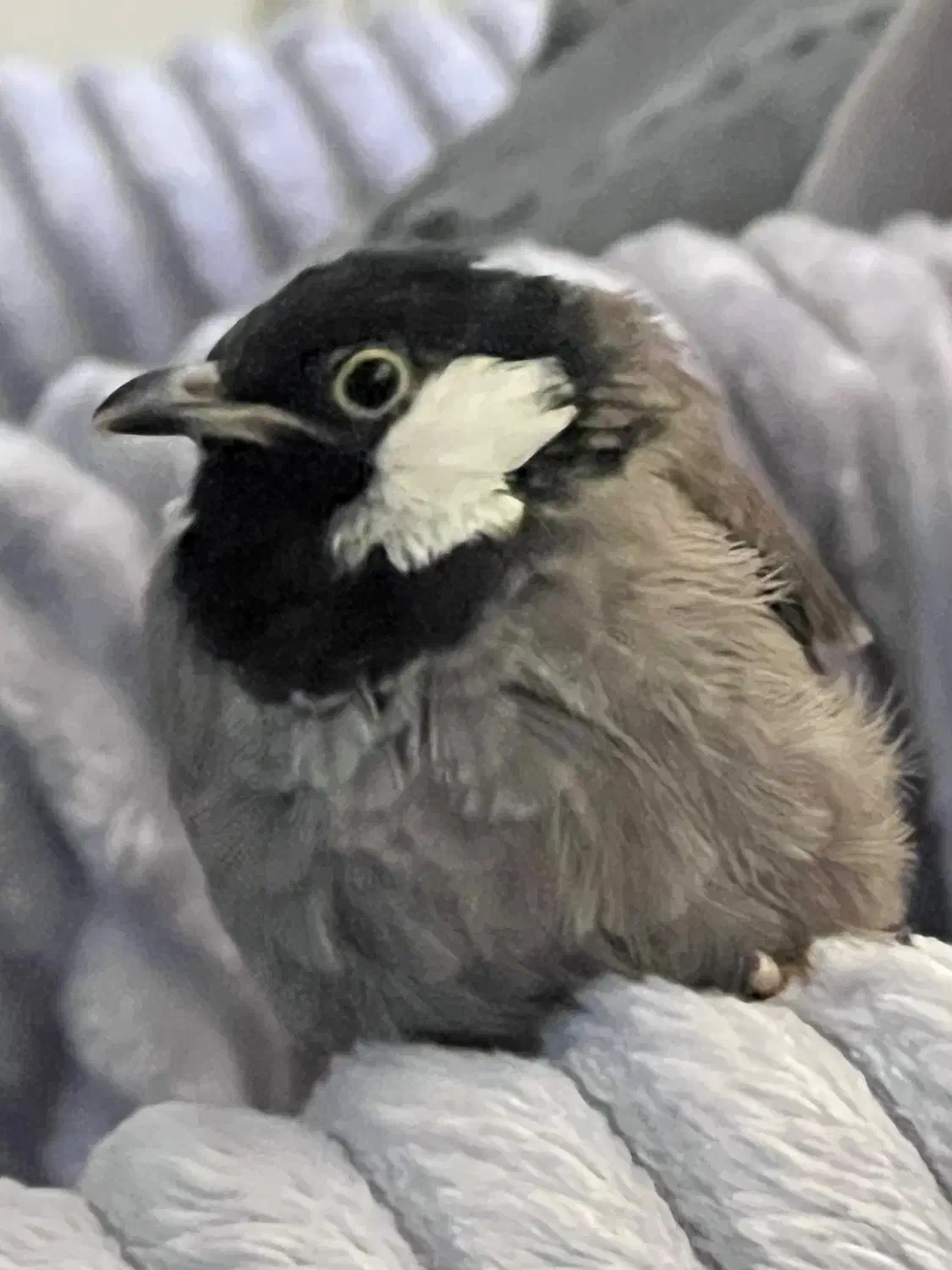 عروس هلندی بالغ البینو و قناری محلی|پرنده|بندرعباس, |دیوار