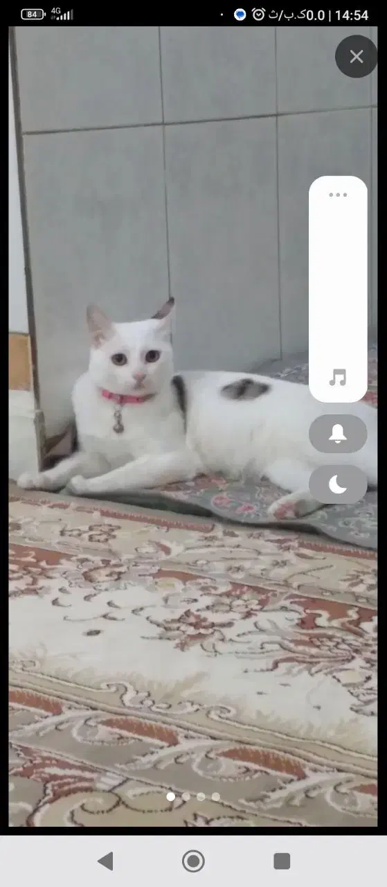 گربه ملوس دستی خانگی شناسنامه دارواکسن زده سرحال|گربه|قم, لسانی|دیوار