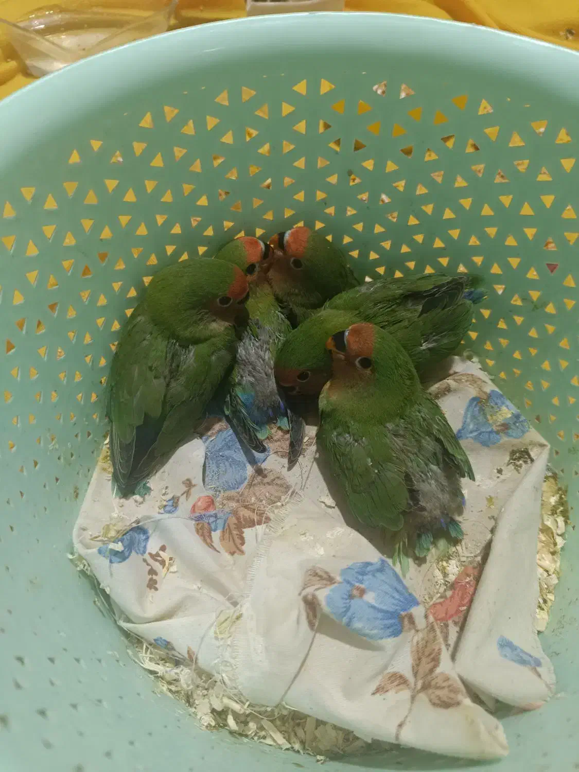 طوطی برزیلی شیطون و زیبا|پرنده|فردیس, داوری|دیوار