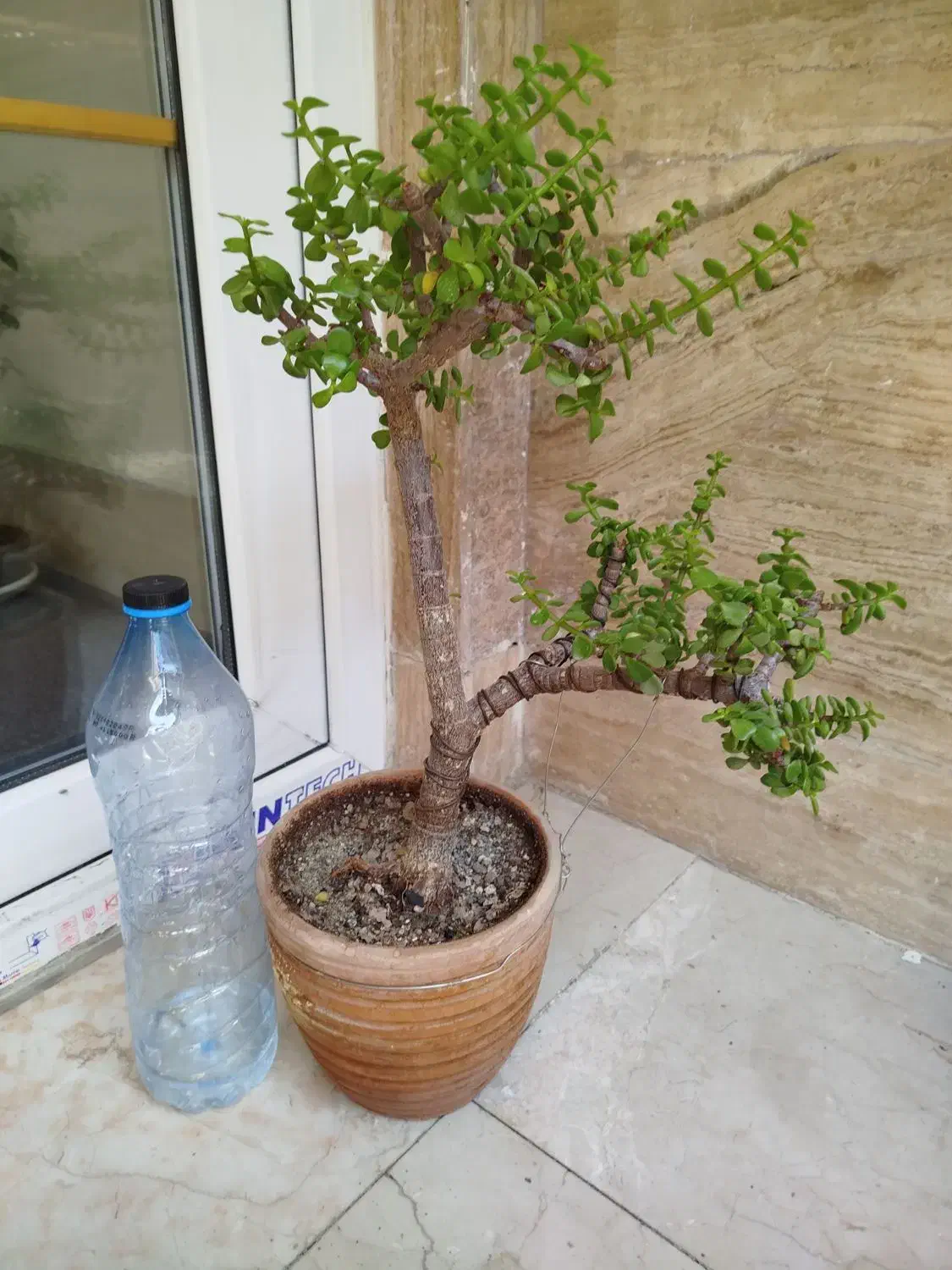 بنسای خرفه جید|گل و گیاه طبیعی|تهران, نیلوفر|دیوار