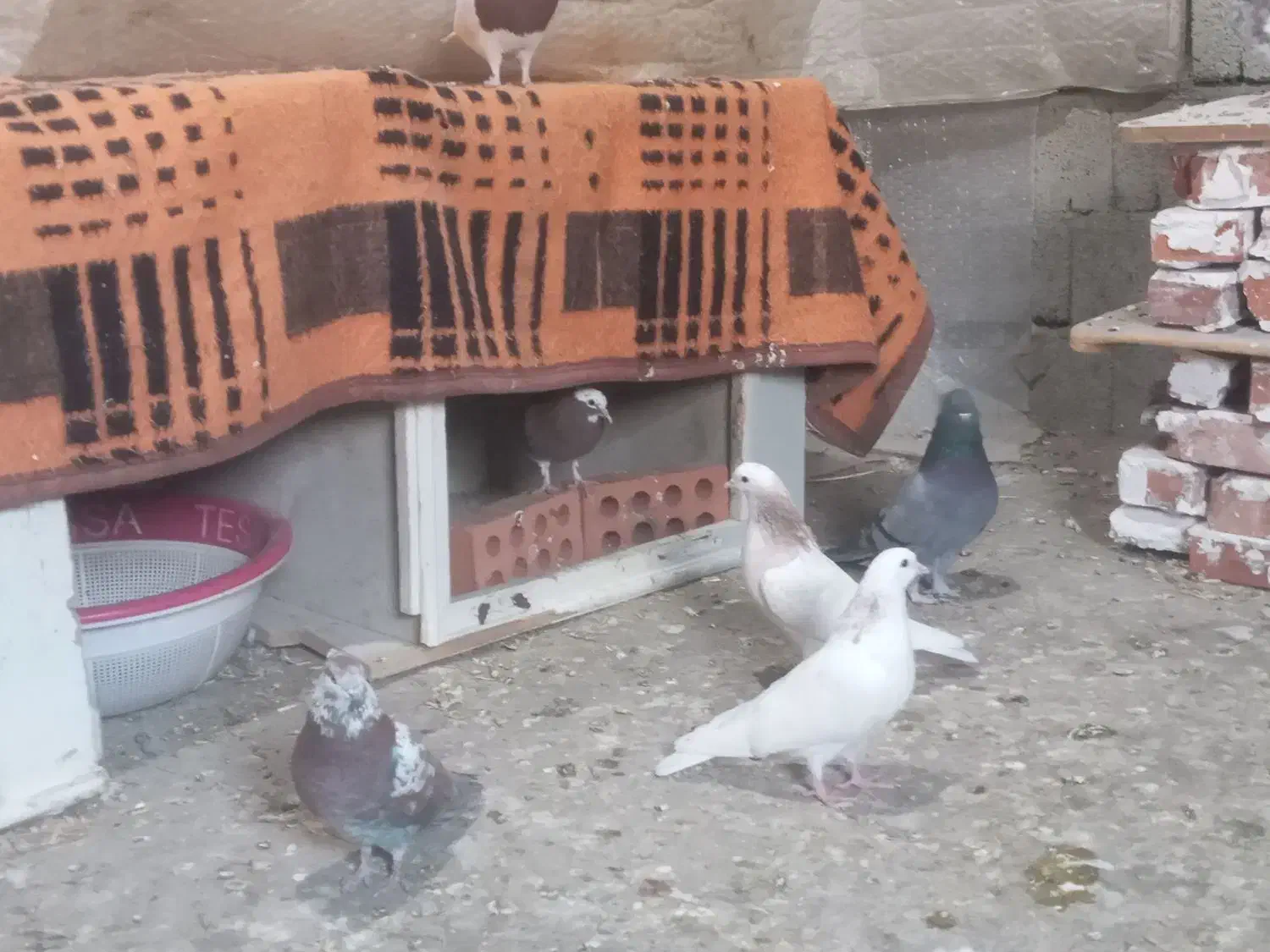 ۱۰کبوتر با ۳ تا کبوتر جوجه ۲ هفته است دون میخرن|پرنده|نقده, |دیوار