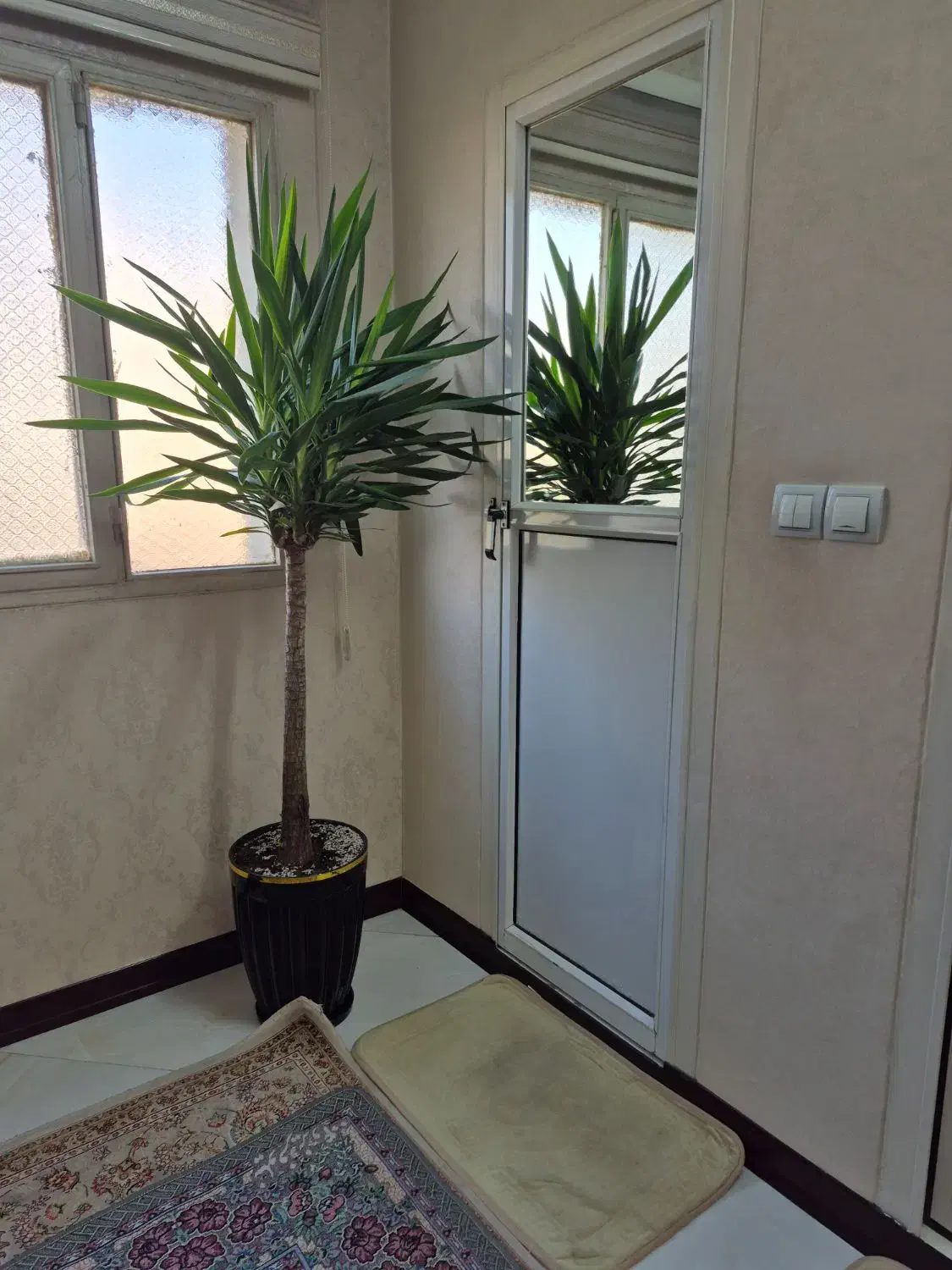 گل یوکا|گل و گیاه طبیعی|تهران, مطهری|دیوار