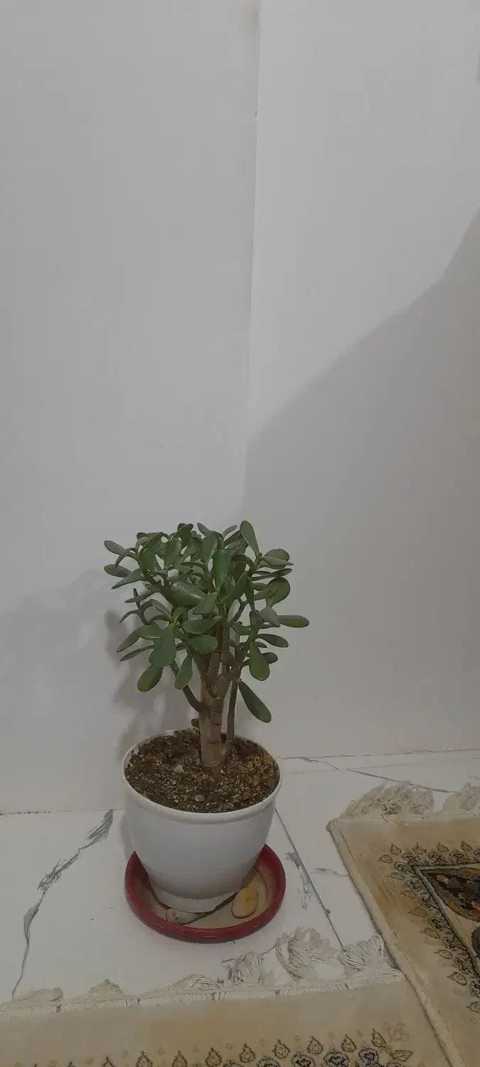 گل خرفه|گل و گیاه طبیعی|قدس, شهرقدس|دیوار