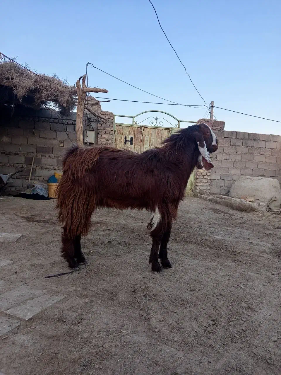 بز نر|حیوانات مزرعه|هامون, |دیوار