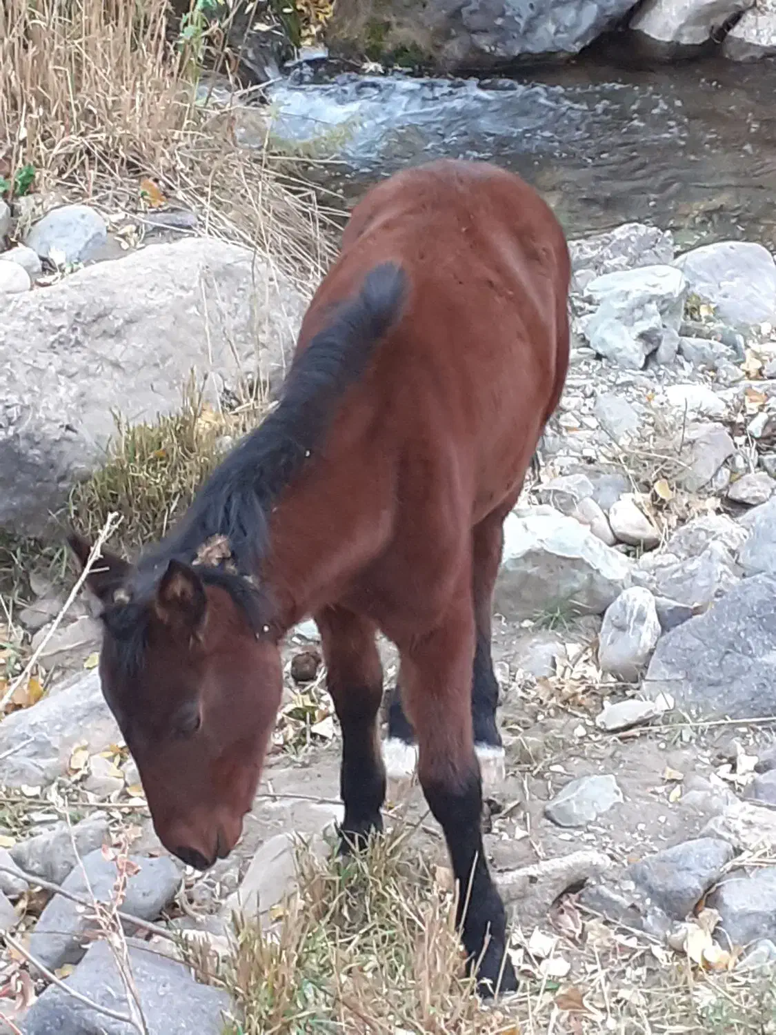 کره اسب|اسب و تجهیزات اسب‌سواری|طالقان, |دیوار