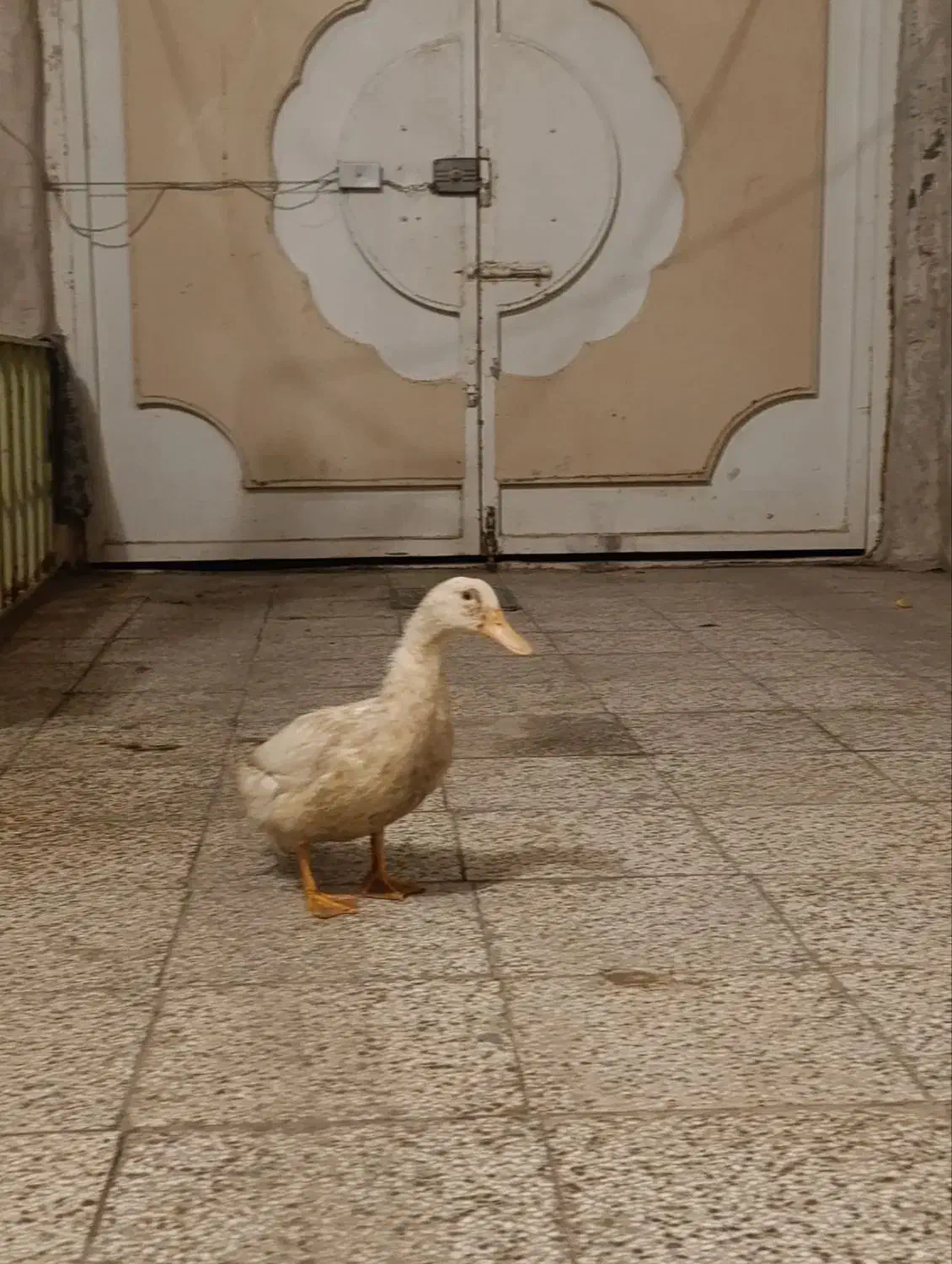 اردک سفید سرحال|حیوانات مزرعه|نیشابور, ابراهیم ادهم|دیوار