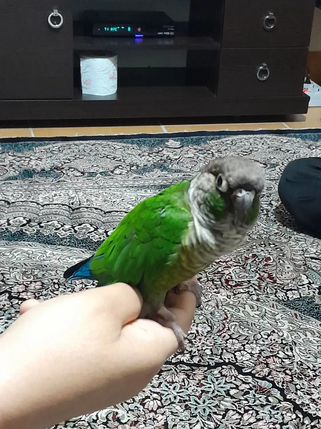 یک عددگرینچیک بازی گوش دستی|پرنده|شاهرود, |دیوار