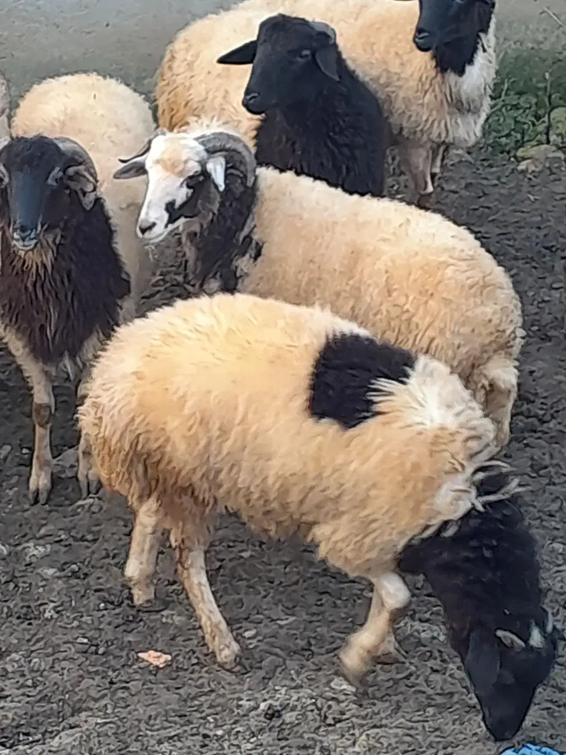 بره های نر فروشی مخصوص قربانی و داشتی و قصابی|حیوانات مزرعه|سیاهکل, |دیوار