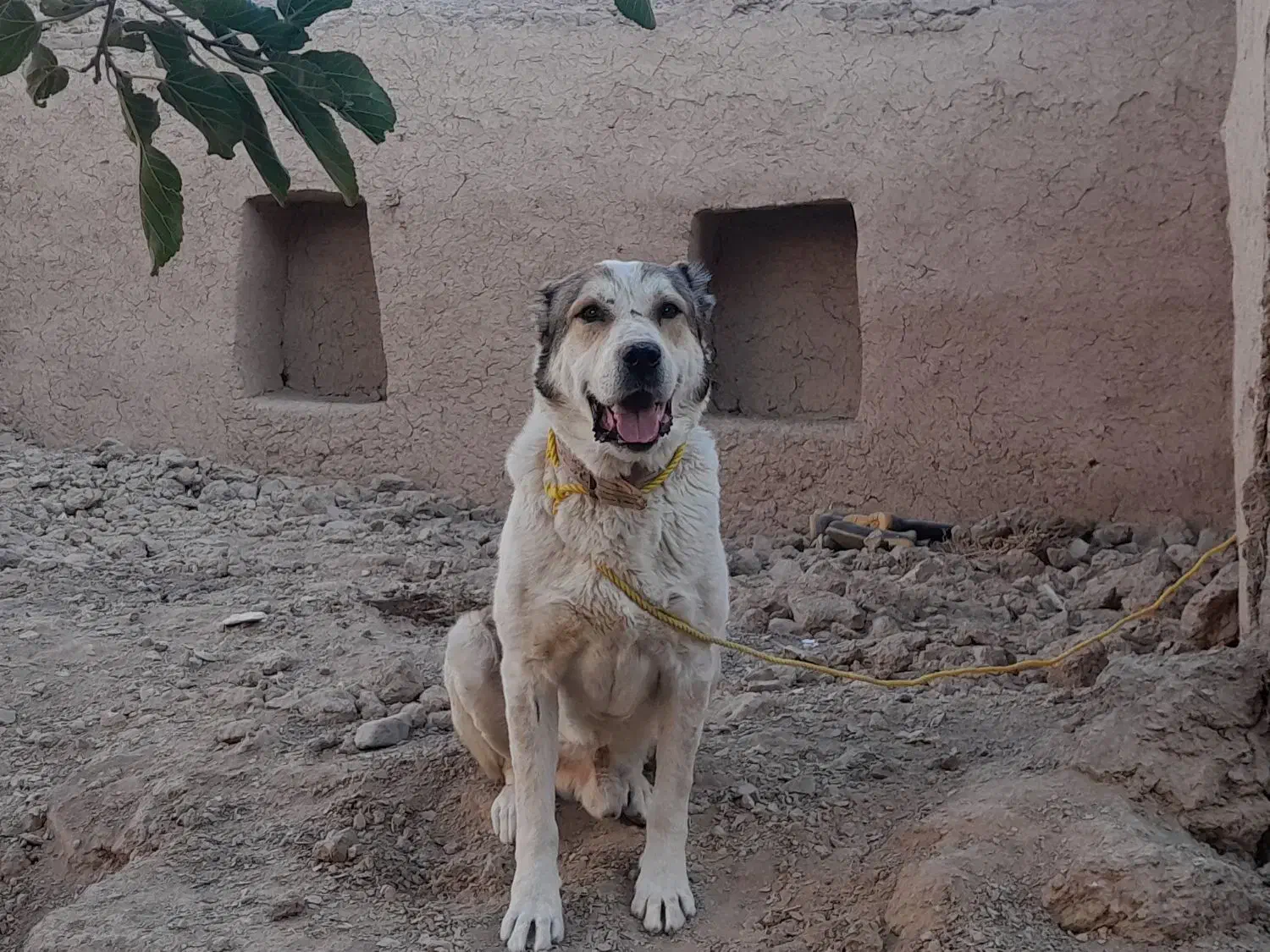 سگ نگهبان|سگ|ملکآباد, |دیوار