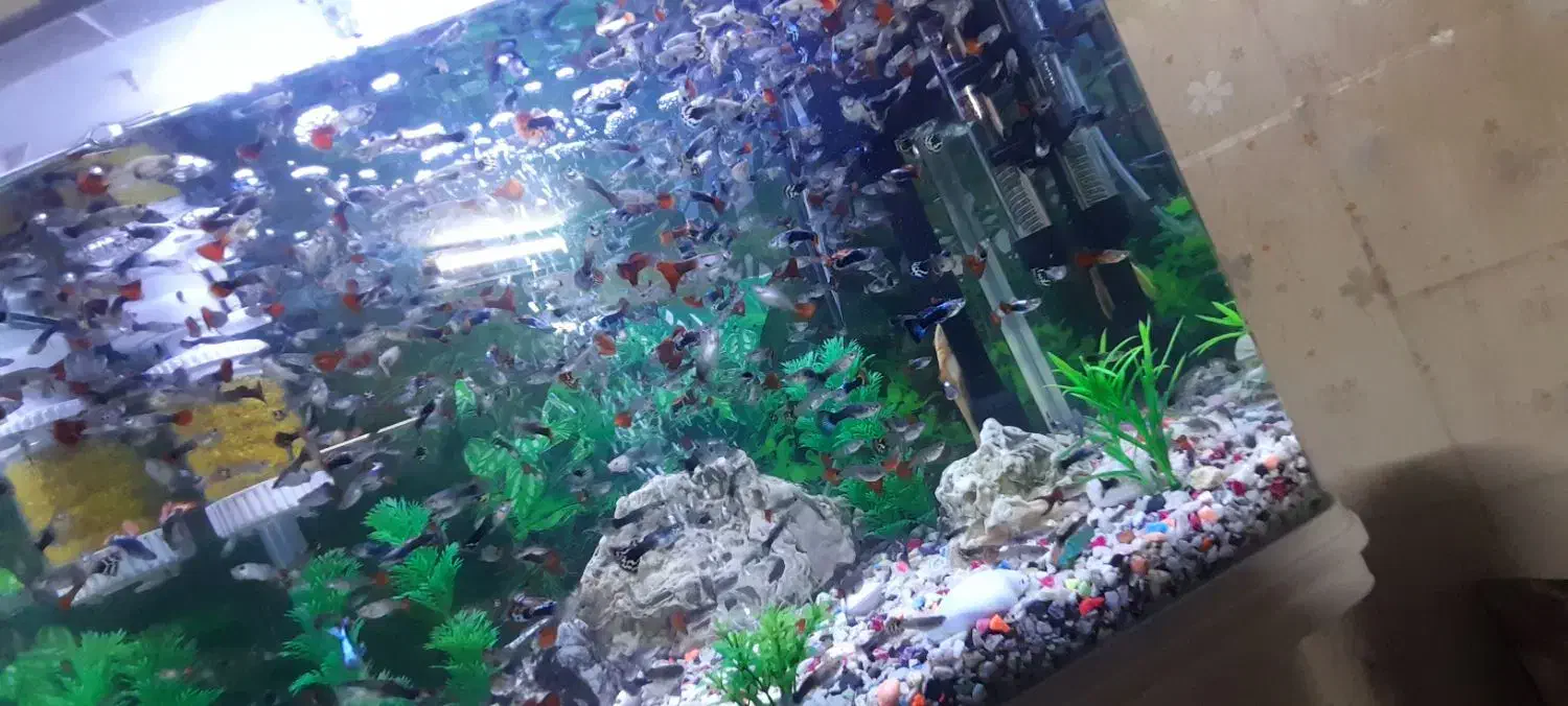 ماهی کوپی ،شکم پر و مولد|ماهی|مشهد, فدک|دیوار