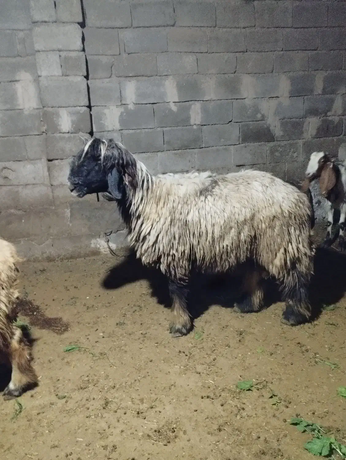 نرمیش ترکی|حیوانات مزرعه|گتوند, |دیوار