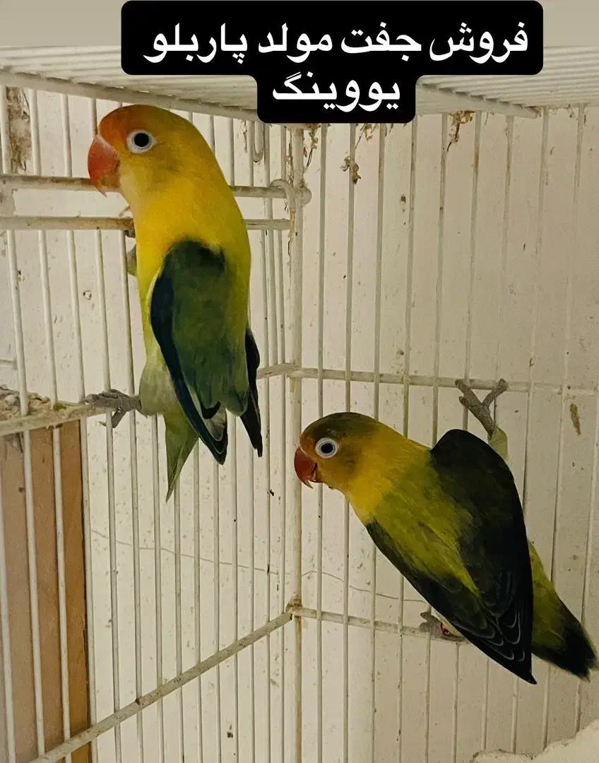 طوطی برزیلی پاربولو یووینگ|پرنده|بندرعباس, |دیوار