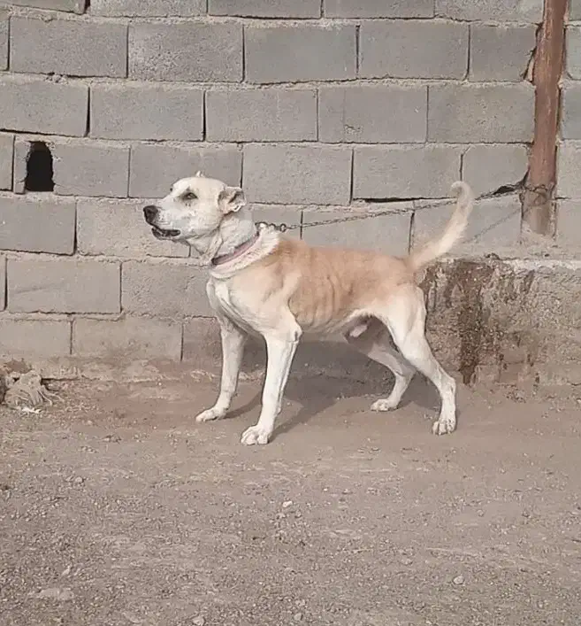 سگ نگهبان|سگ|تهران, نعمت‌آباد|دیوار