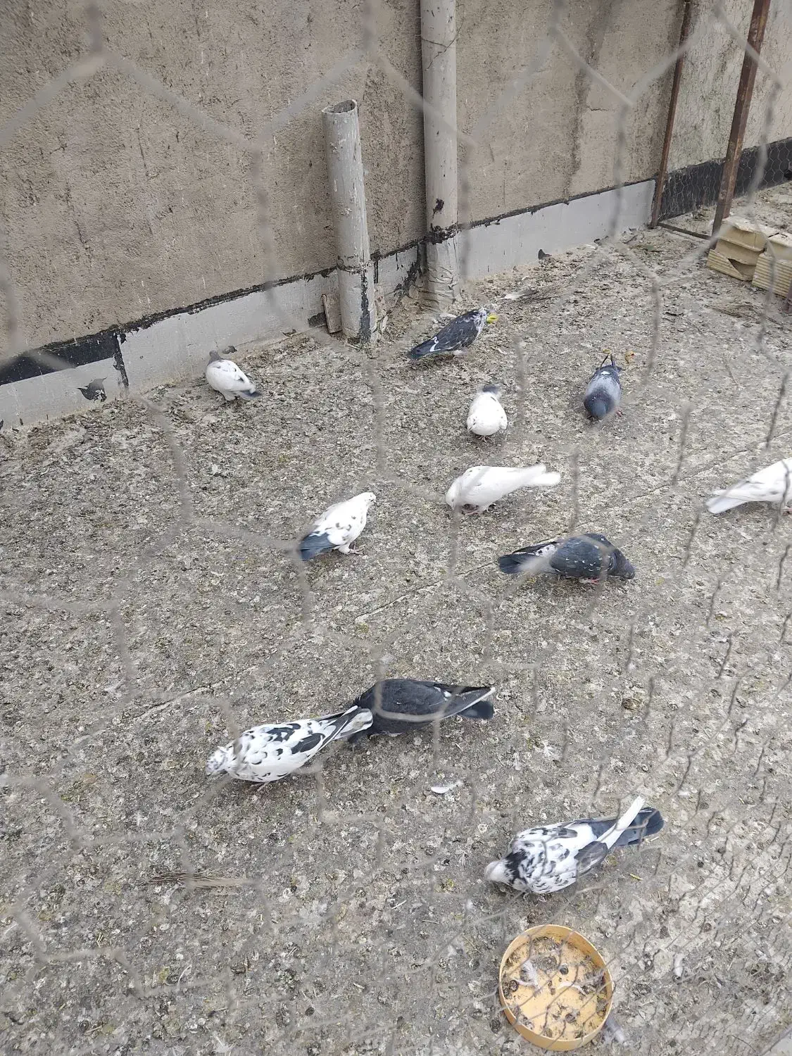 کبوتر|پرنده|سلطانیه, |دیوار