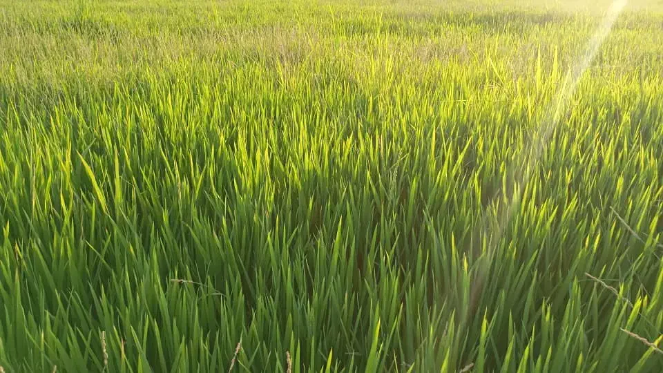 null