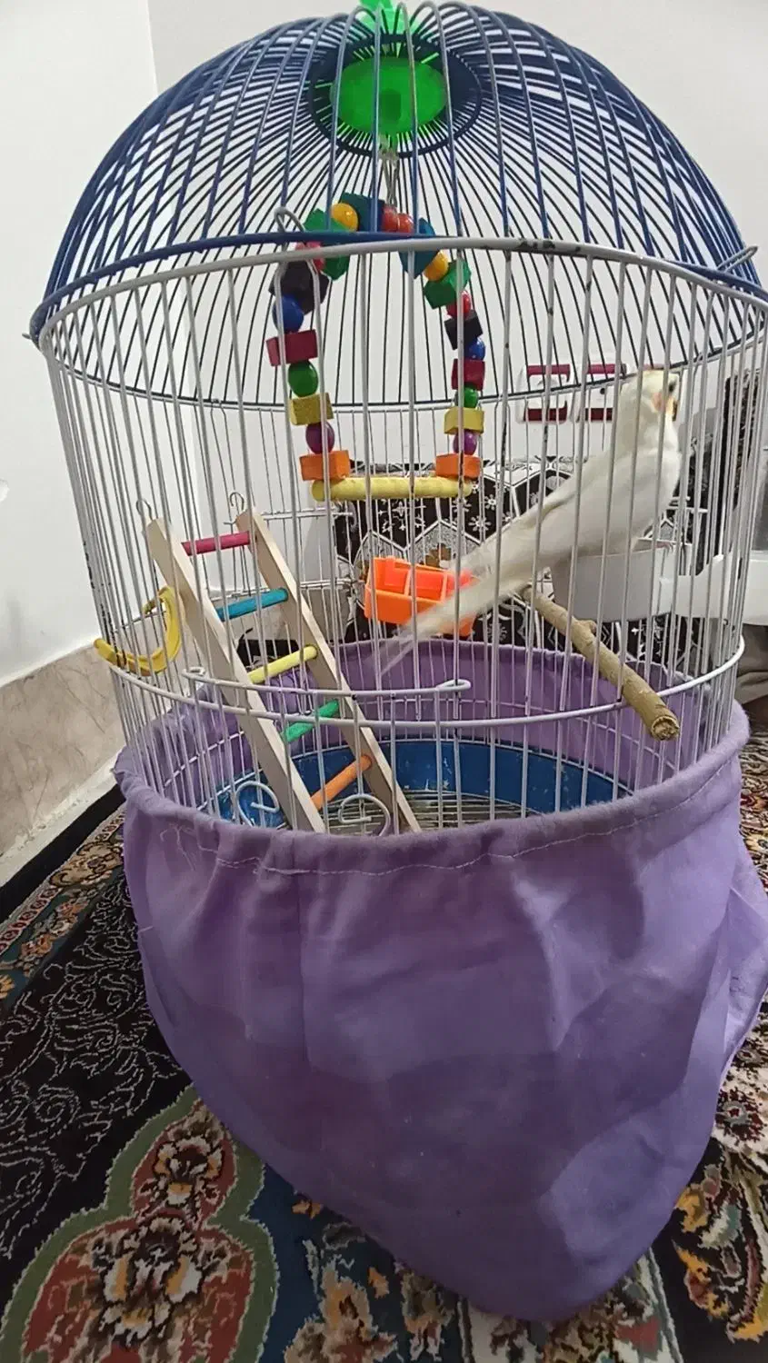 قفس پرنده|لوازم جانبی حیوانات|سبزوار, باهنر|دیوار