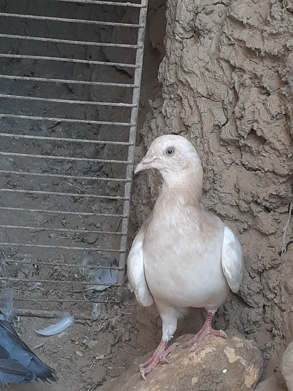 مگس بازرد|پرنده|نیمروز, |دیوار