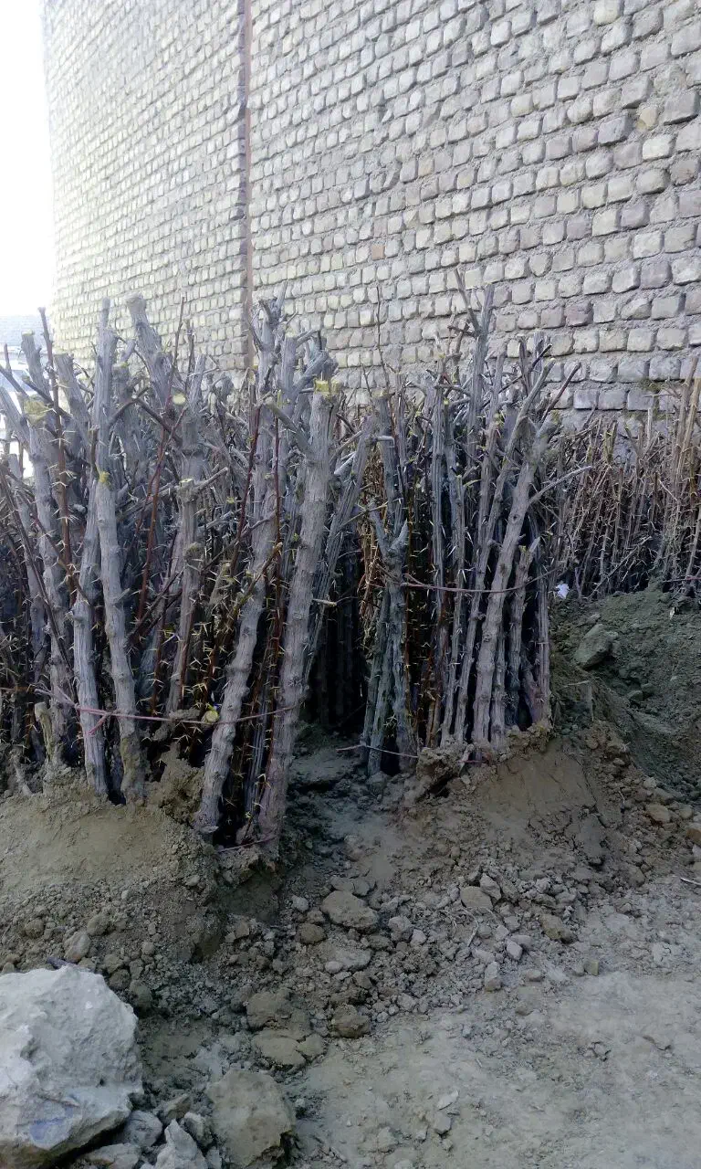 نهال زرشک خریداریم|خدمات باغبانی و درختکاری|قائن, |دیوار