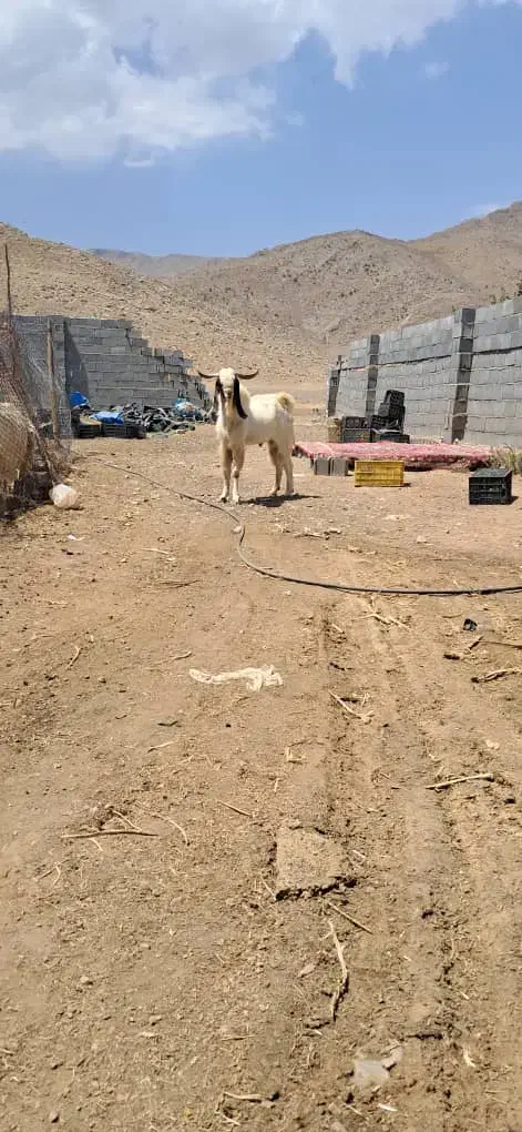 پازن|حیوانات مزرعه|حسن آباد, |دیوار