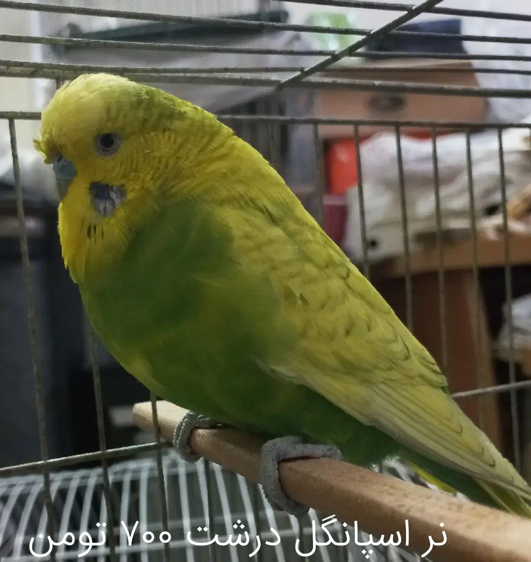 مرغ عشق انگلیسی|پرنده|تهران, آهنگ|دیوار