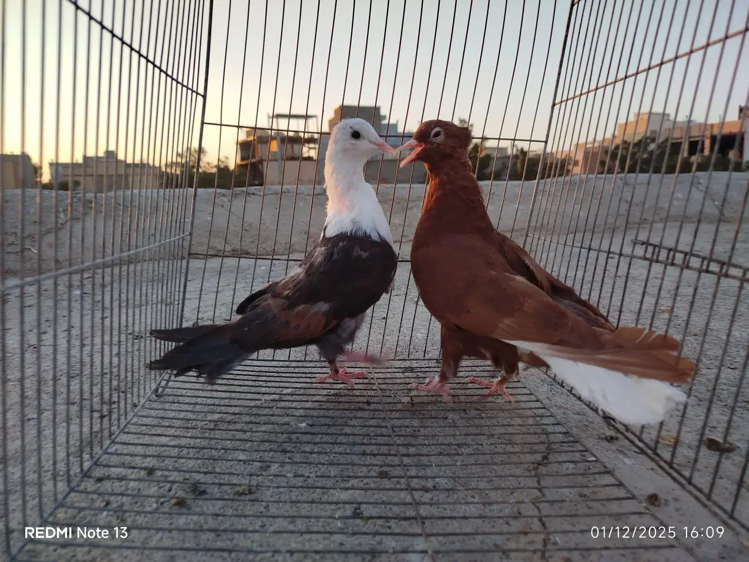 کله سفید ..دم سفید|پرنده|سبزوار, عظیمیان|دیوار