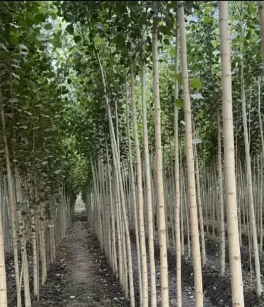 نهالستان فروش نهال های صنوبر بادام و گردو|خدمات باغبانی و درختکاری|پیرانشهر, |دیوار