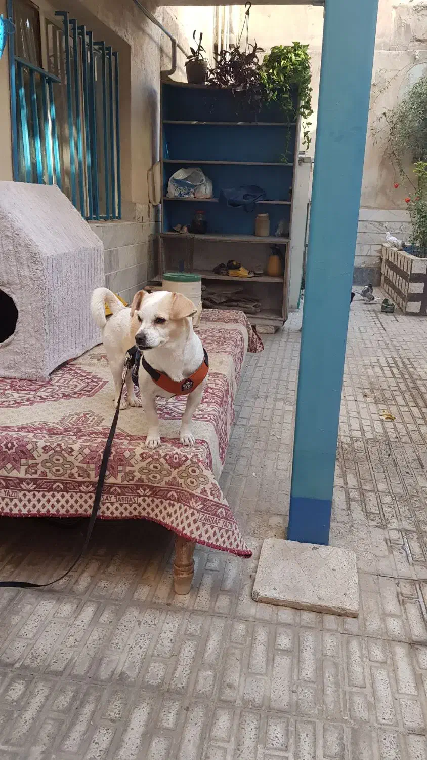 واگذاری پد خانگی|سگ|کرج, گوهردشت|دیوار