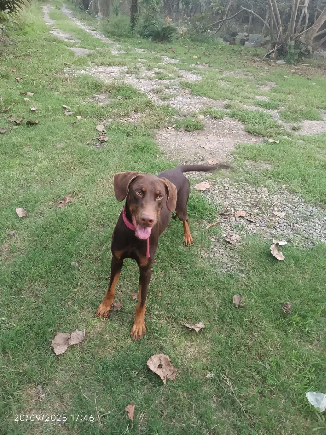 سگ دوبرمن|سگ|لنگرود, |دیوار