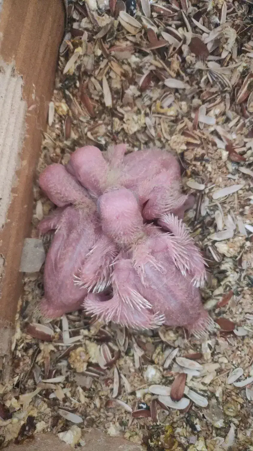 گمشده عروس هلندی|حیوانات|ایلام, |دیوار