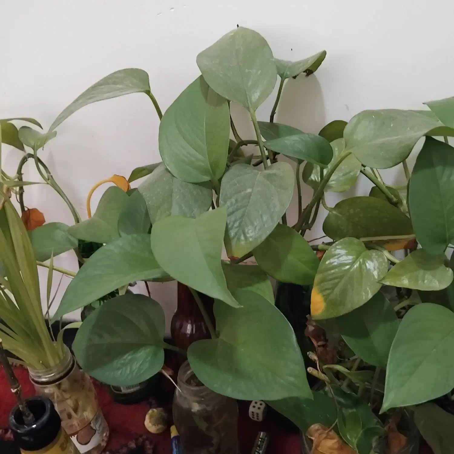 قلمه گل پتوس|گل و گیاه طبیعی|فردوس (خراسان), |دیوار