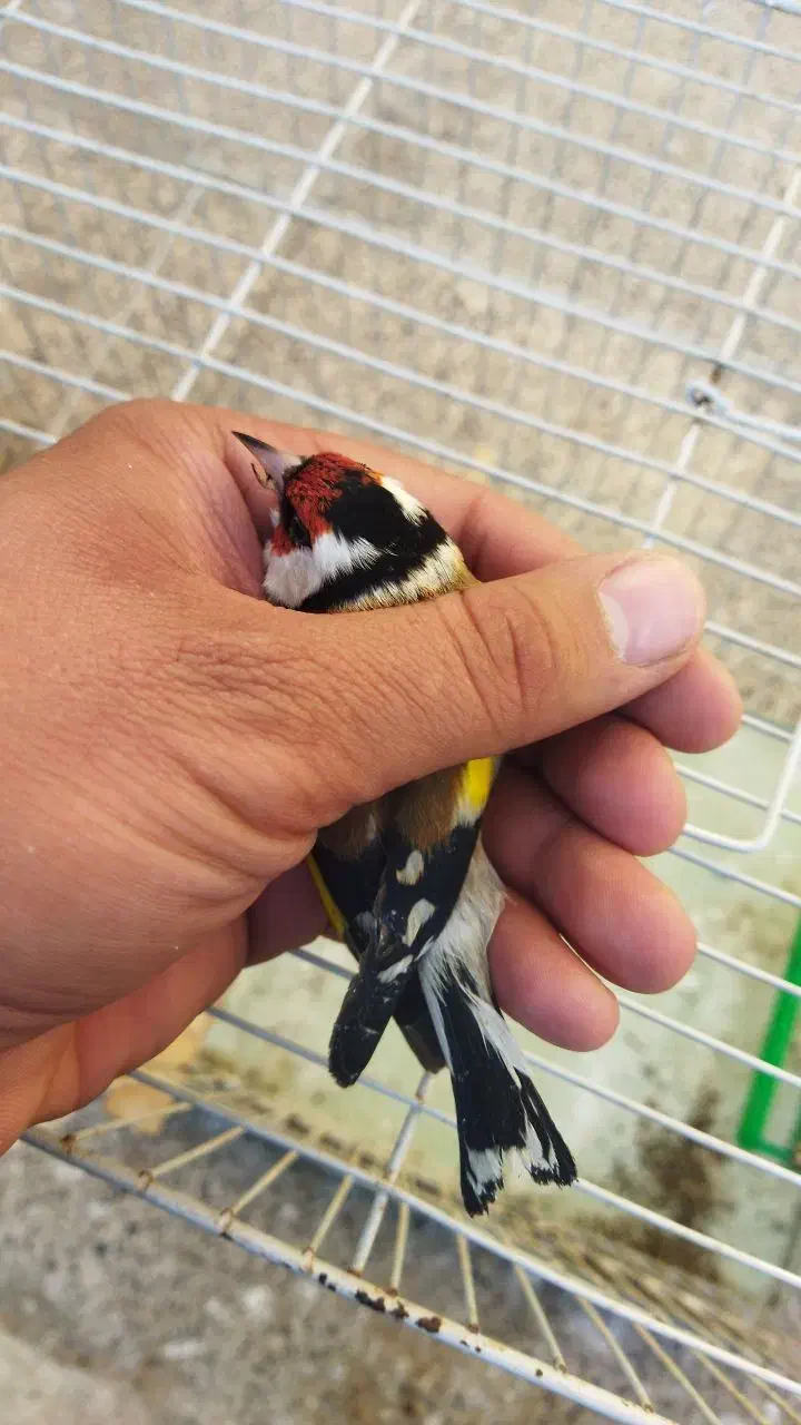 سهره چهارگل رسمی بروجرد|پرنده|مشهد, مشکینی (شهرک غرب)|دیوار