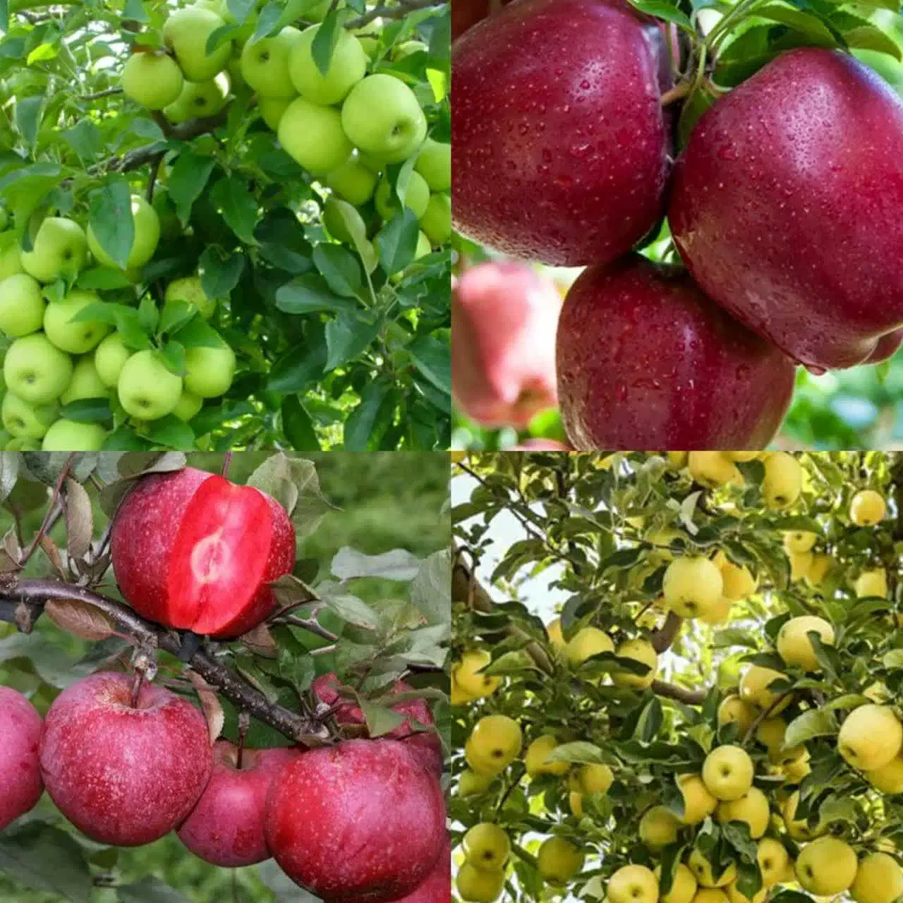 سیب|گل و گیاه طبیعی|مشهد, مشهدقلی|دیوار