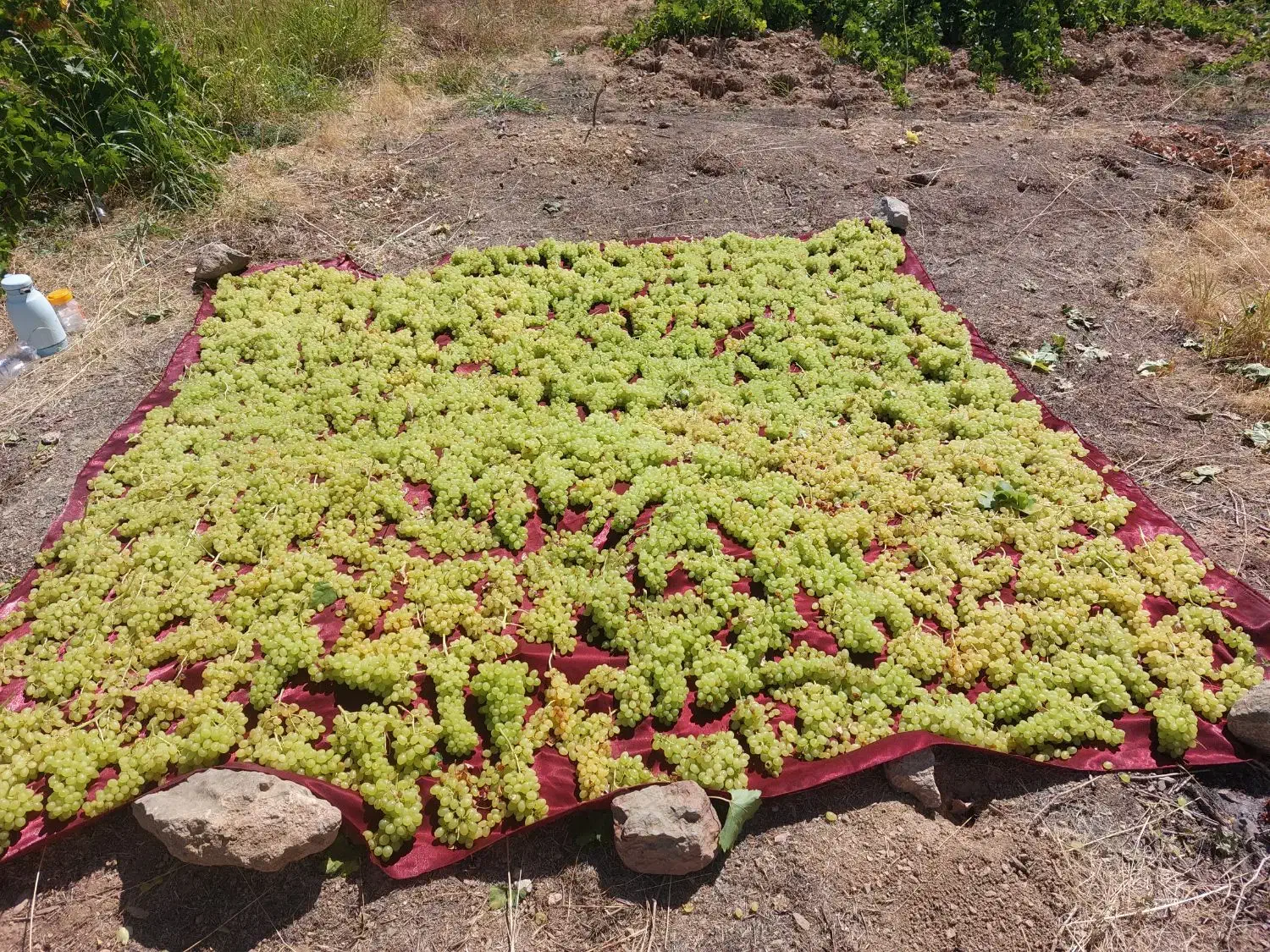 کشمش درجه 1|خوردنی و آشامیدنی|کرمانشاه, |دیوار