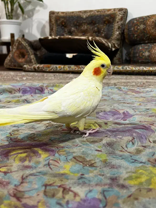 عروس هلندی لوتینو زعفرانی|پرنده|سنندج, |دیوار