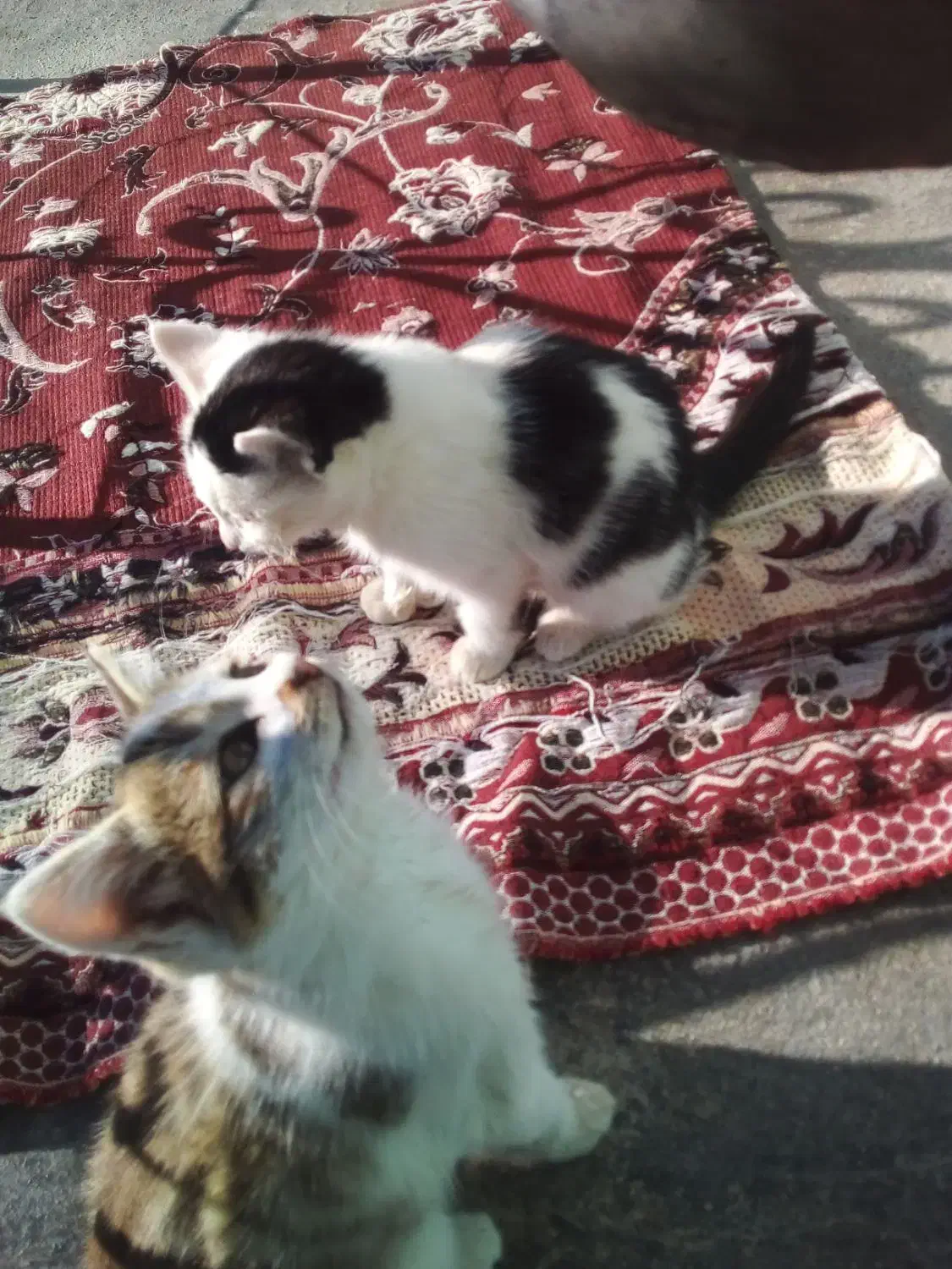 حیوانات خانگی|گربه|ایجرود, |دیوار