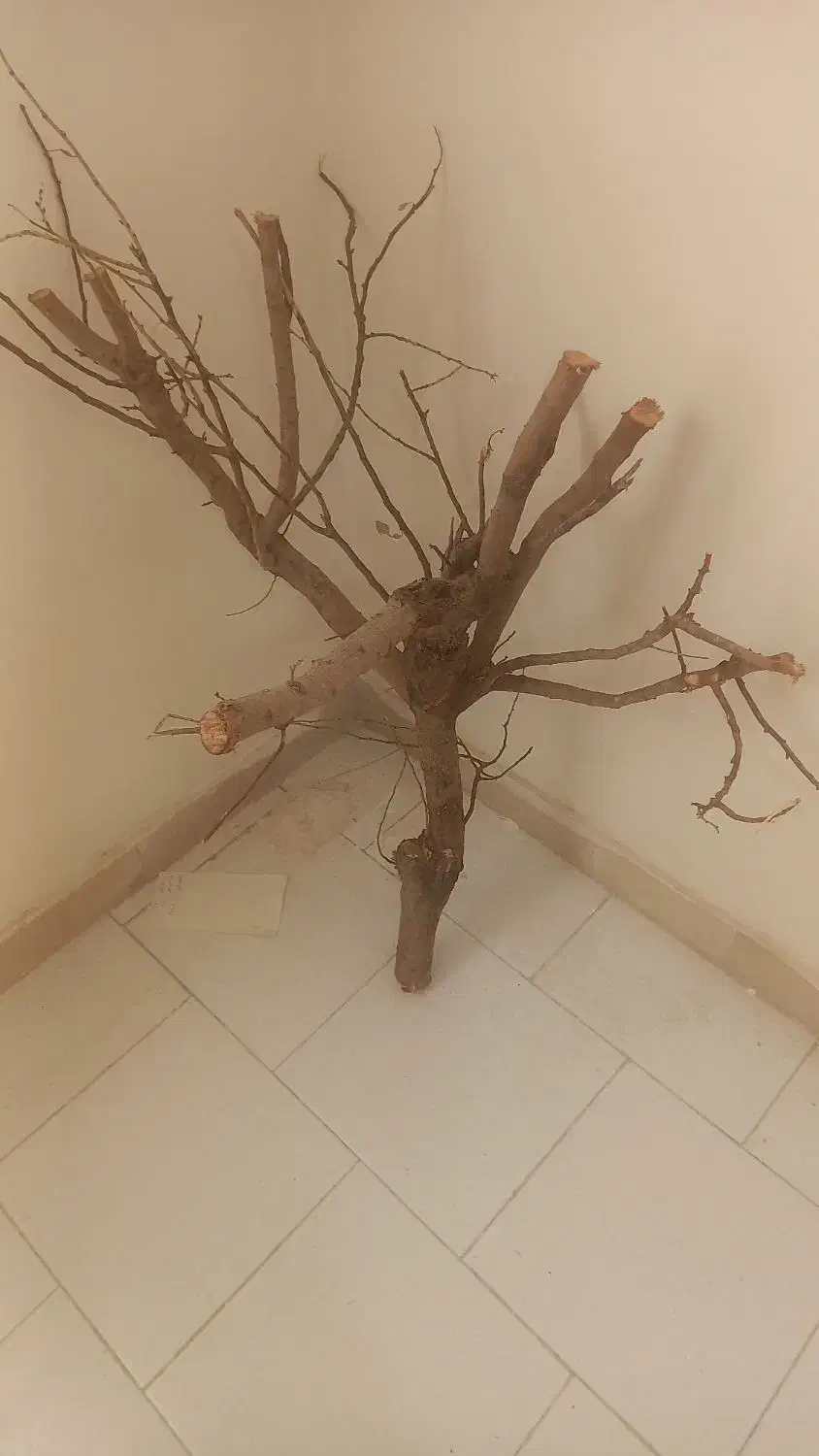 شاخه درخت بادام|لوازم جانبی حیوانات|محمدشهر, محمدشهر|دیوار