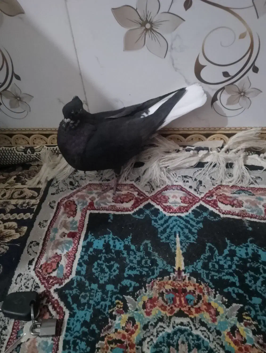 ماده زاغ دم سفید|پرنده|بروجرد, |دیوار