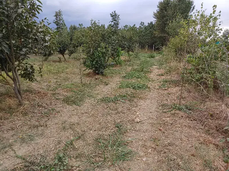 زمین،باغی سندششدانگ تک برگ،براتوبان اصلی|فروش زمین و ملک کلنگی|بندر گز, |دیوار
