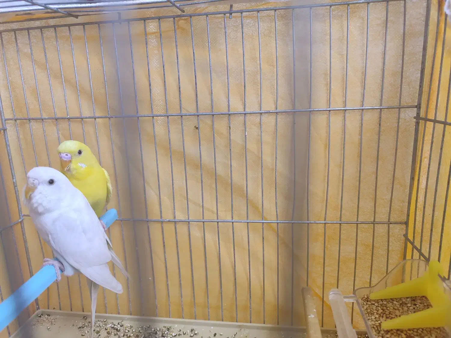 یک جفت مرغ عشق خشگل و سالم|پرنده|فولادشهر, فولادشهر|دیوار