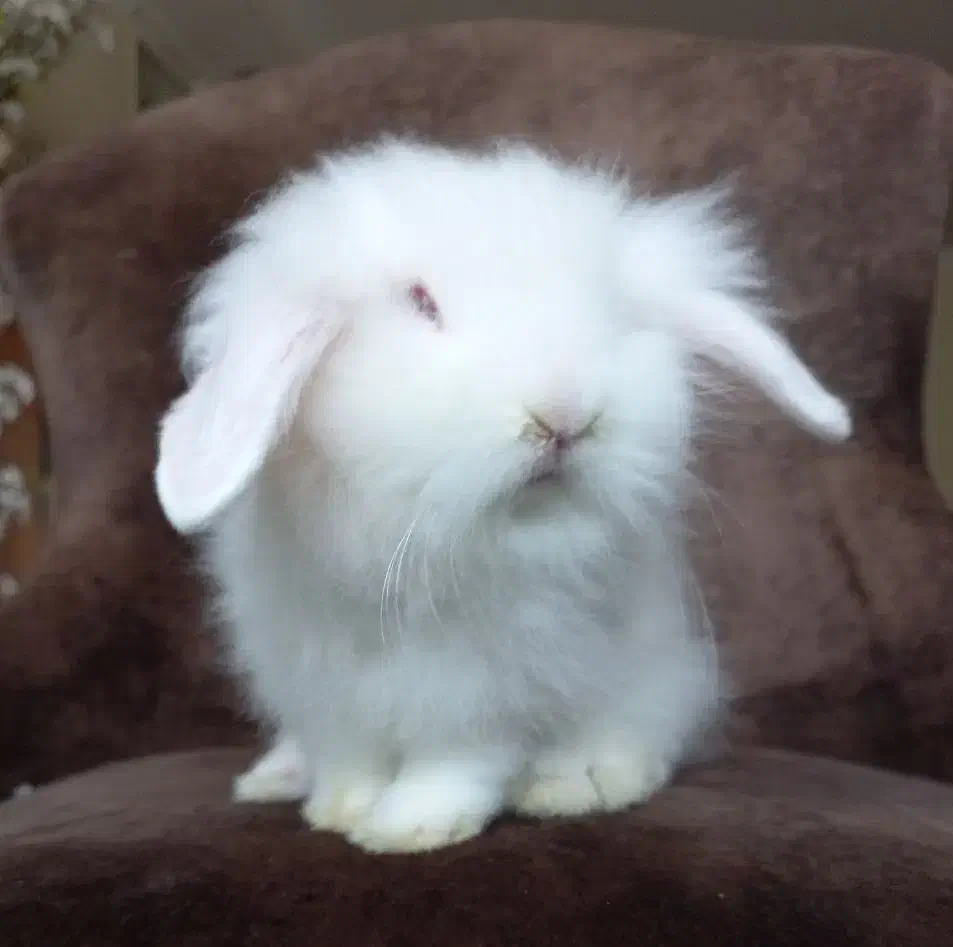 خرگوش مینی لوپ سفیدبرفی صورت عروسکی|موش و خرگوش|کرج, گلشهر|دیوار